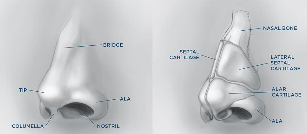 Graft Types (Autograft – Allograft – Rib – Ear)
